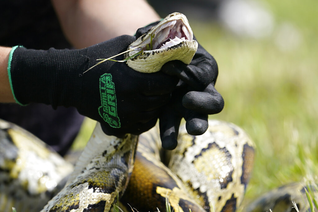 It's The Biggest Burmese Python Ever Captured In Florida: 18 Feet Long ...