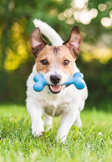 Happy puppy running