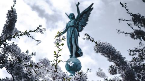angelsus_hdv.jpg angelsus_hdv.jpg
