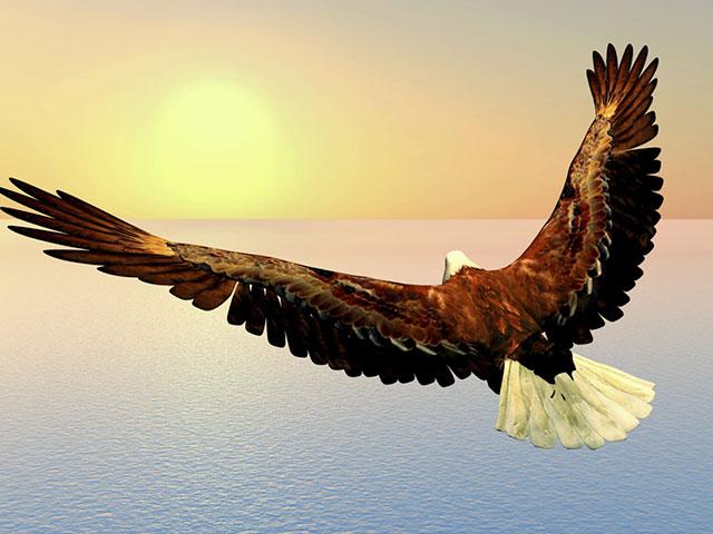 Eagle soaring