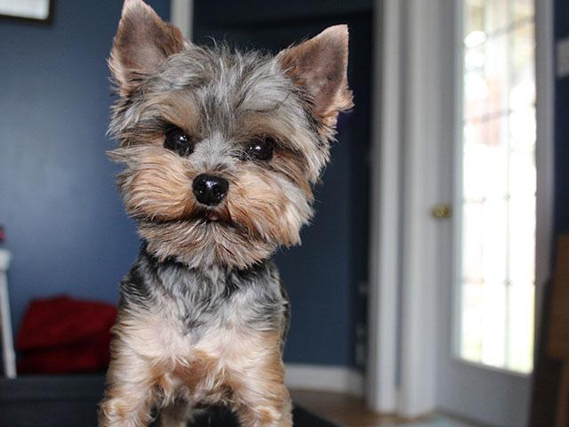 Yorkshire terrier