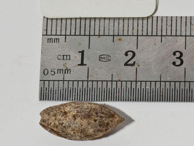 A thousand-year-old seed found in Israel and germinated in recent years might produce the biblical Balm of Gilead.