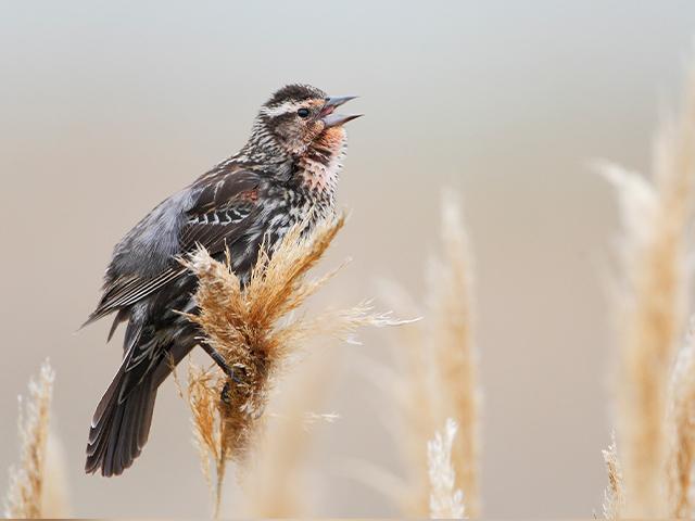 bird sitting on a cattail