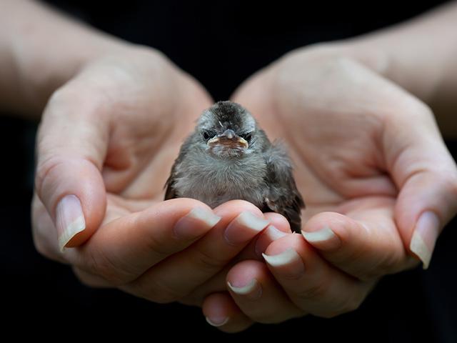 little bird in a person