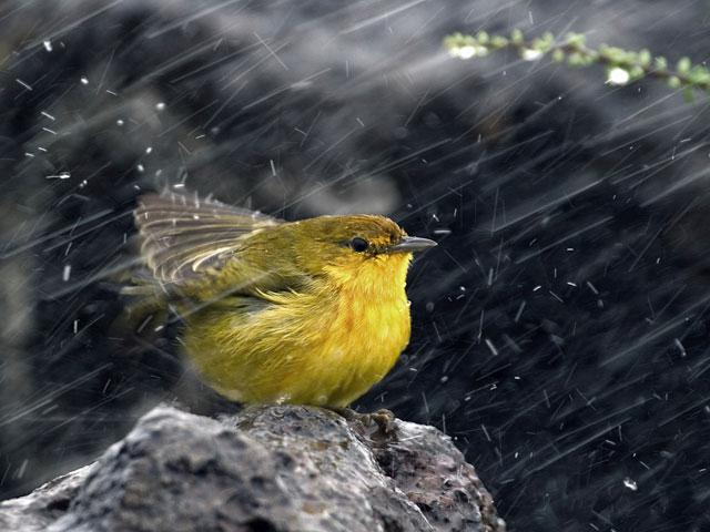 bird-storm-rain_si.jpg
