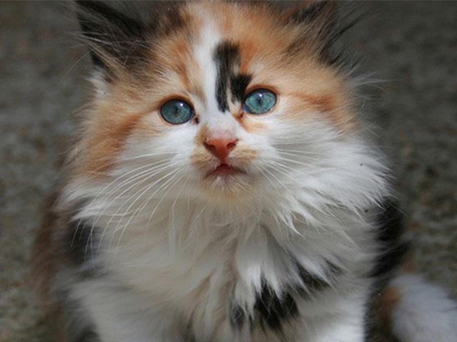 calico-kitten-sitting_SI.jpg