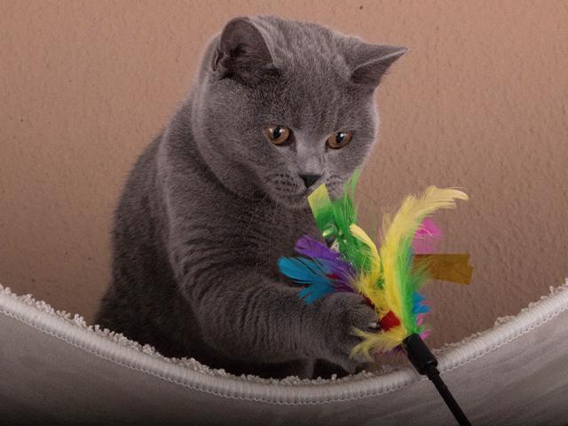 gray cat chasing a feather toy