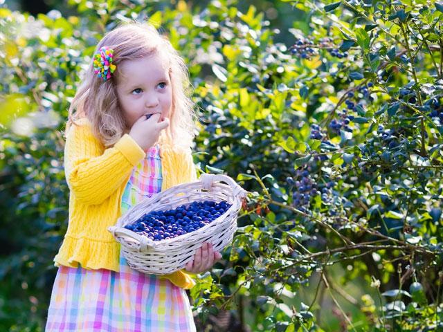 child-girl-blueberries_si.jpg