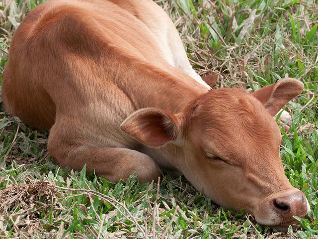 cow-calf-sleeping_si.jpg