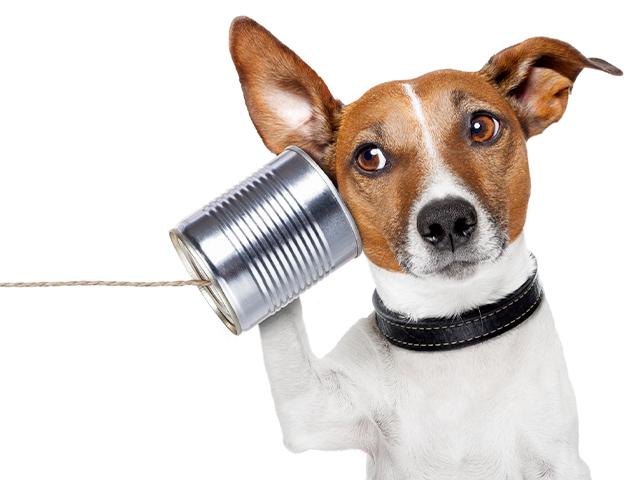dog with a can and string phone up to his ear