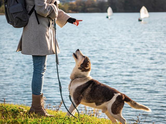 person walking a dog beside a lake