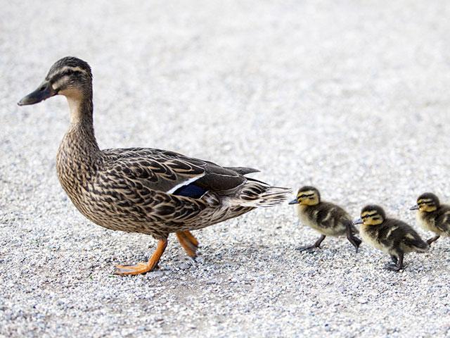 duck-family