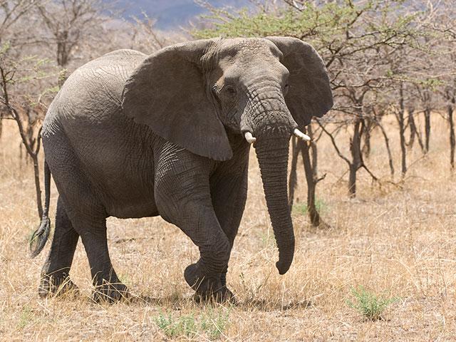 elephant-nature-africa_si.jpg