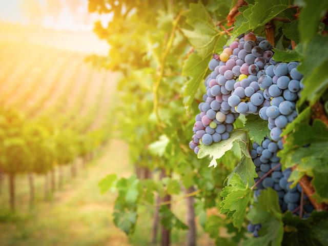 clusters of grapes on vines