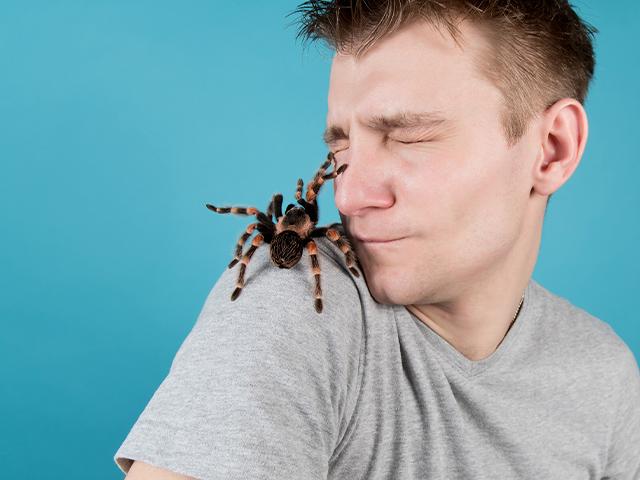 huge spider on a young man