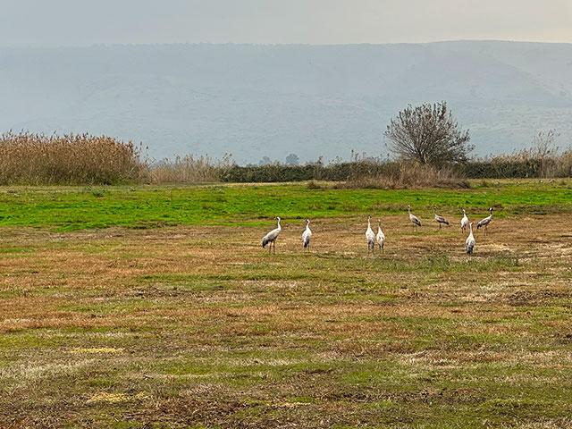 Hula Valley Nature Reserve in northern Israel. Photo Credit: CBN News.