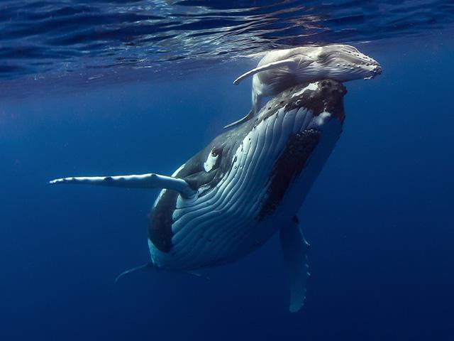 mother humpback whale and newborn humpback whale