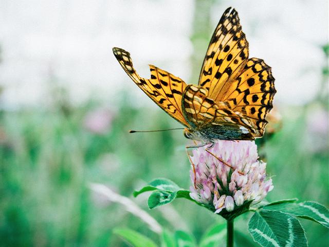 butterfly with an injured wing on a flower