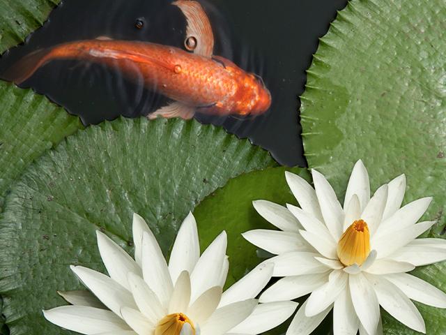 goldfish in a lotus pond