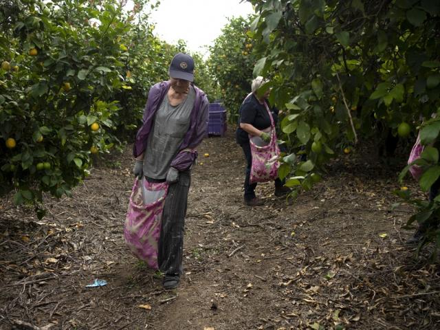 Christian volunteers Anja van der Stok, left, and Jannie Slim, right, pick lemons on a farm in southern Israel, as part of a post-Oct. 7 solidarity tour, Monday, March 4, 2024. (AP Photo/Maya Alleruzzo)