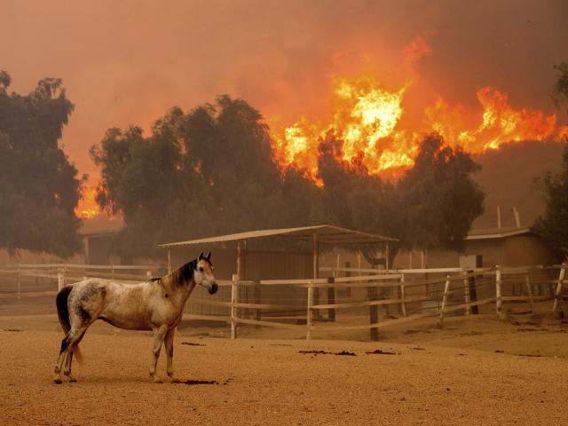 Flames from the Mountain Fire leap along a hillside as a horse stands in an enclosure at Swanhill Farms in Moorpark, Calif., on Thursday, Nov. 7, 2024. (AP Photo/Noah Berger)