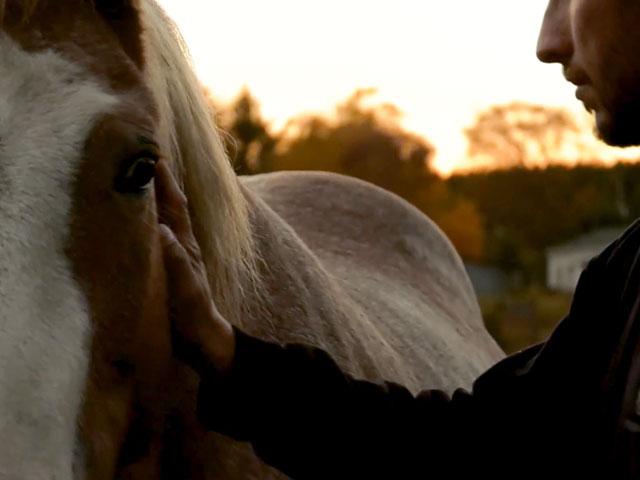 healing horses
