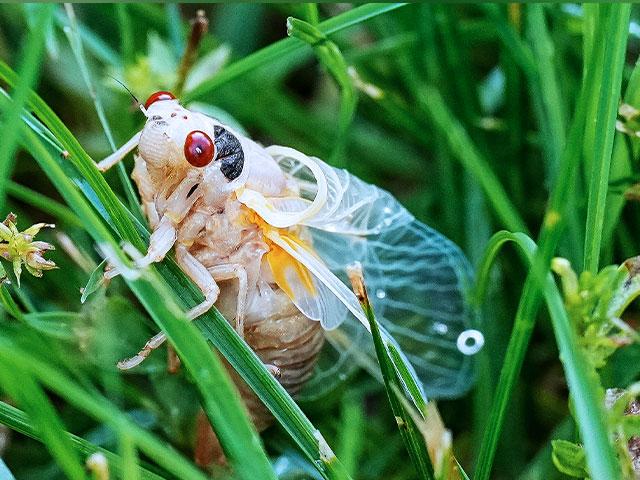 A cicada is seen after molting Monday, May 6, 2024, in Nashville, Tenn. (AP Photo/George Walker IV)