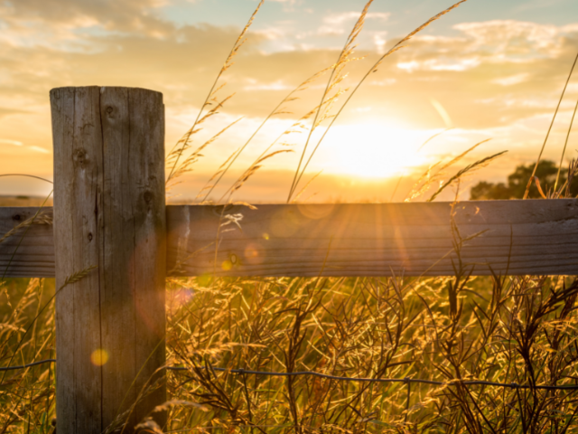 field with a split rail fence at sunset