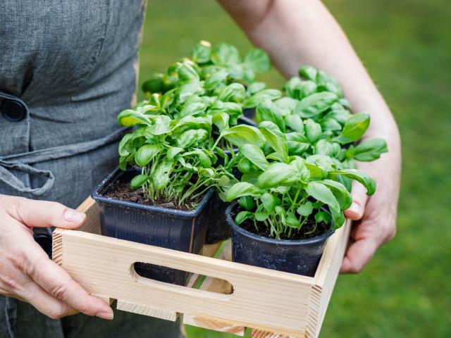 plants for a garden