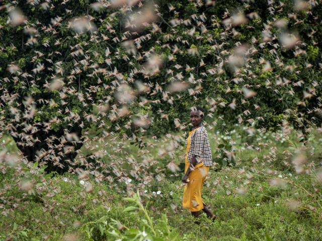 A farmer looks back as she walks through swarms of desert locusts feeding on her crops, in Katitika village, Kitui county, Kenya (AP Photo/Ben Curtis)