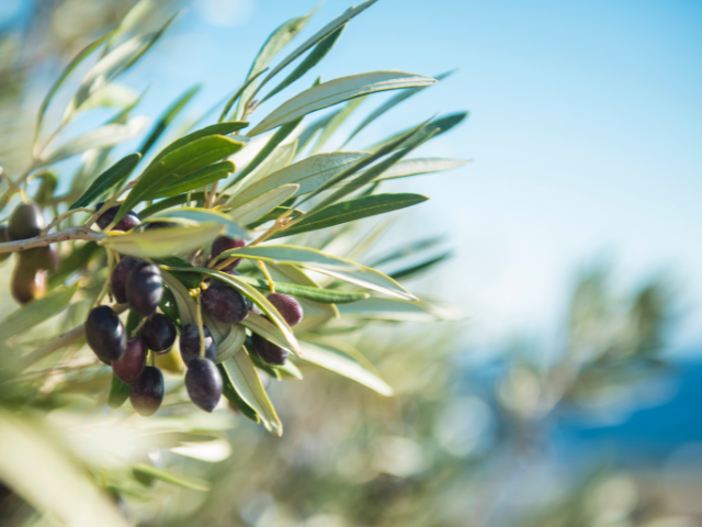 olives on an olive tree branch