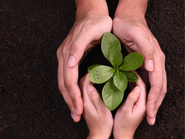 a growing plant surrounded by adult and child hands 