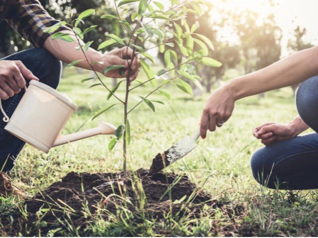 planting a sapling tree