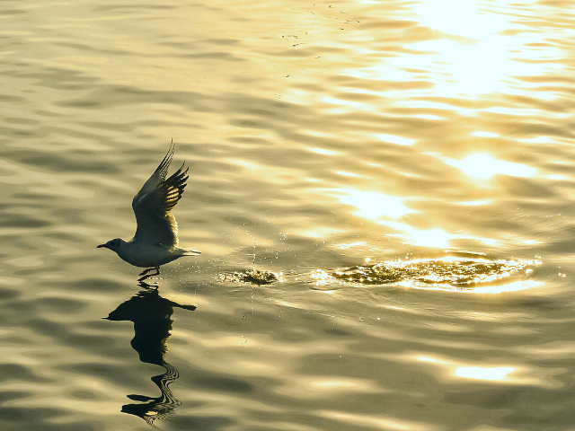 seagull flying above the ocean with the sunshine