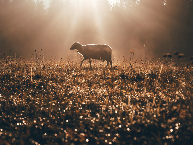one sheep in a pasture with a sunray lighting the scene