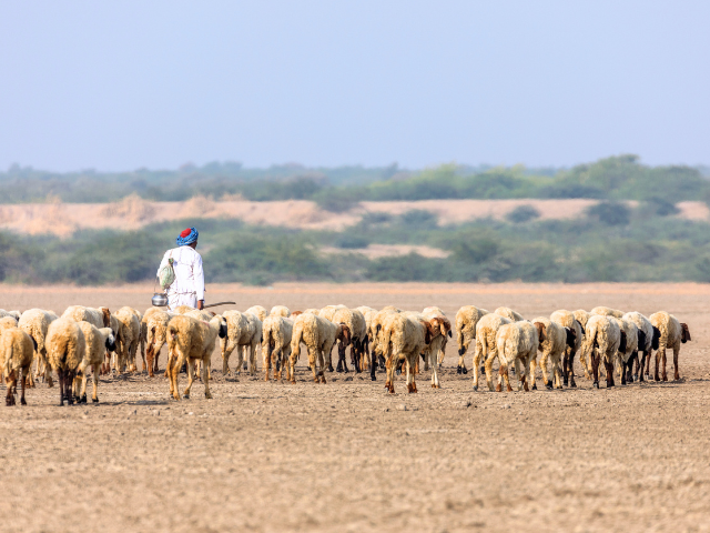 shepherd with lots of sheep