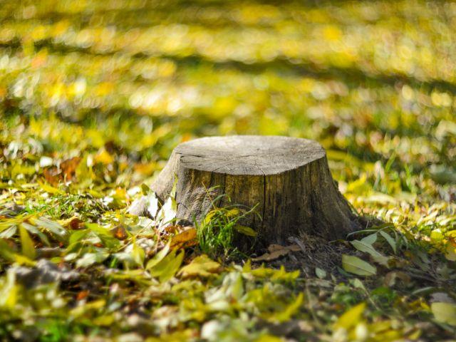 tree stump