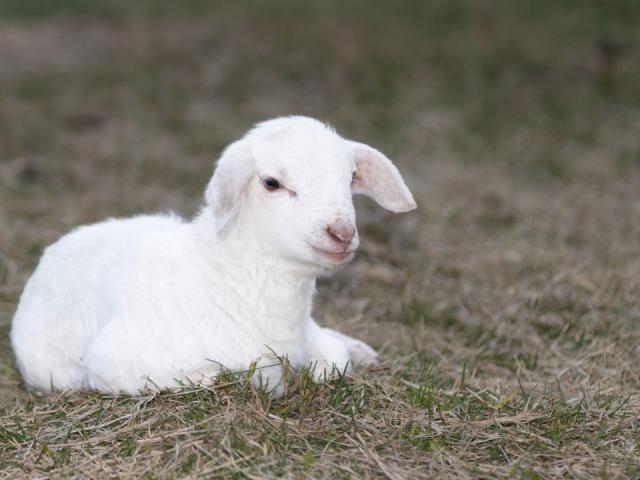 lamb