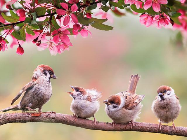 mother bird with chicks on a branch