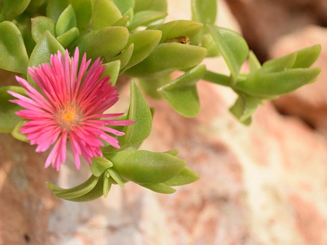 mountain-rock-plant_si.jpg