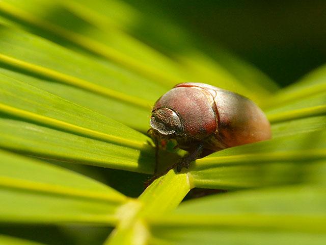 palm-tree-beetle_si.jpg