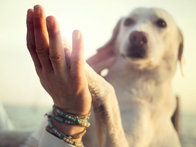 white dog putting paw up to owner