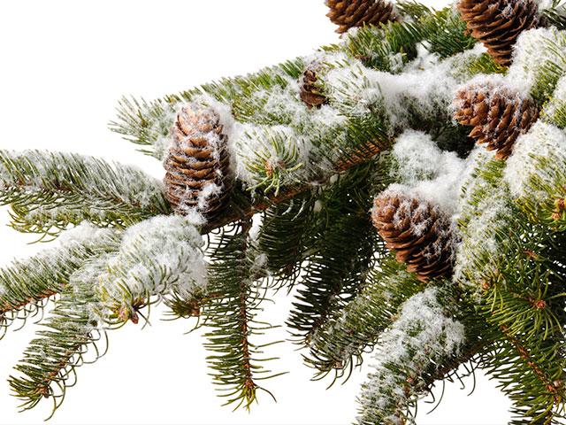 pine-branch-snow