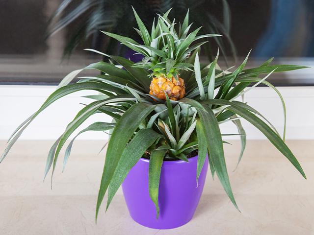 potted pineapple plant