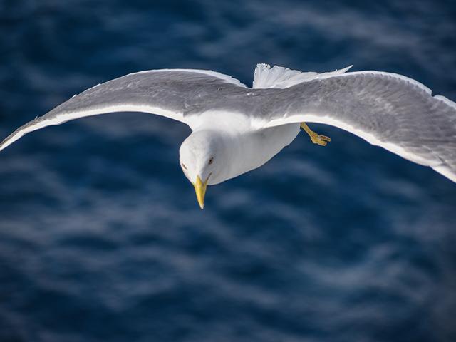 seagull flying closeup