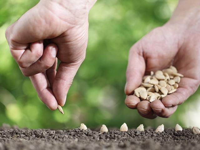 closeup of someone planting seeds