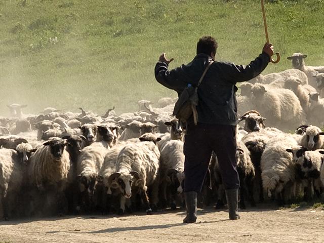 sheep-shepherd-closeup_si.jpg