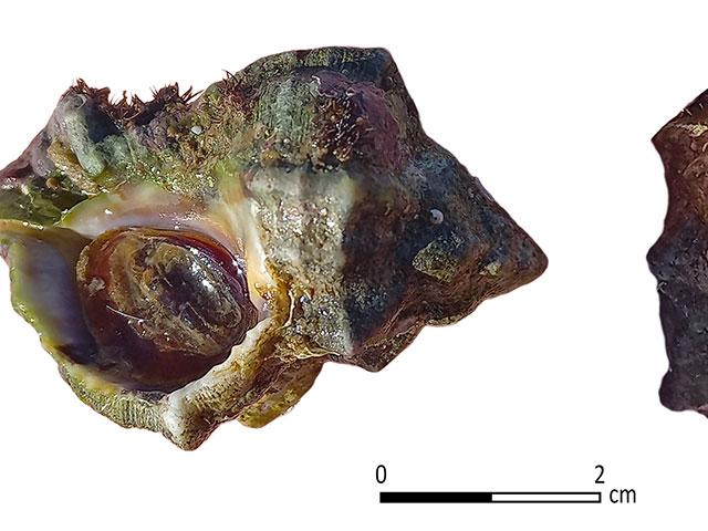 Hexaplex trunculus, sea snails, collected near Tel Shiqmona on October 20, 2020. Photo by Ayelet Gilboa.