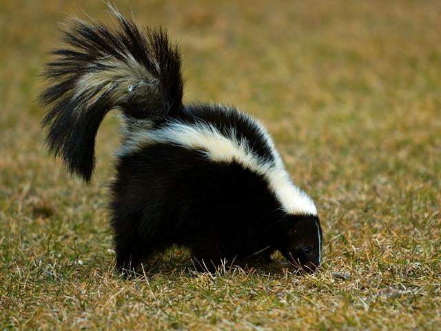 a skunk walking across the grass