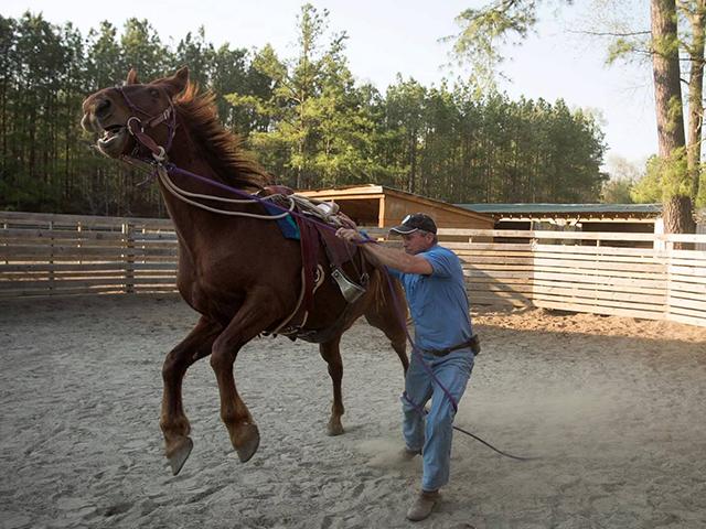 Smokey the wild horse